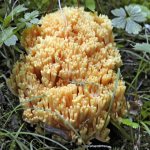 Vlastnosti korálové houby
