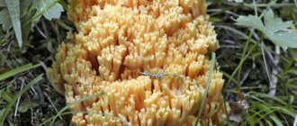 ملامح الفطر المرجاني