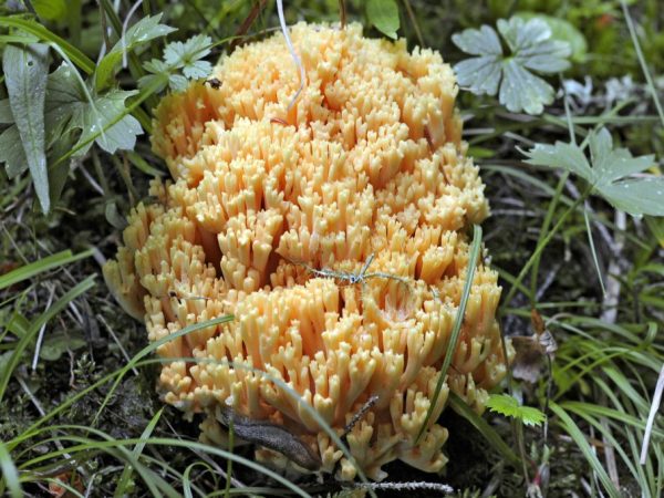 Features of the coral mushroom