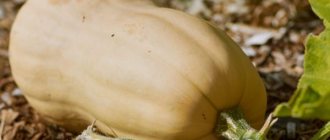 Характеристики на Butternut Butternut Gourd