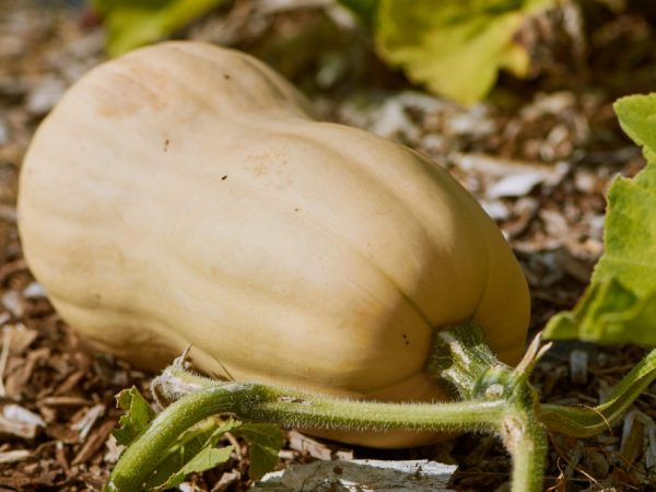 Caracteristici ale Butternut Butternut Gourd