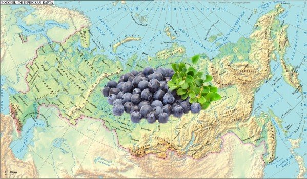 Funktioner för att plantera blåbär i olika regioner