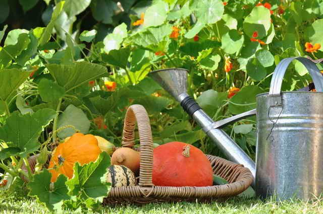Funktioner för att plantera och ta hand om squash i deras sommarstuga