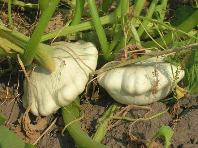 ميزات زراعة الاسكواش والعناية بها في كوخهم الصيفي