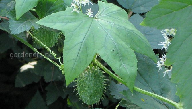 Features of planting prickly fruit