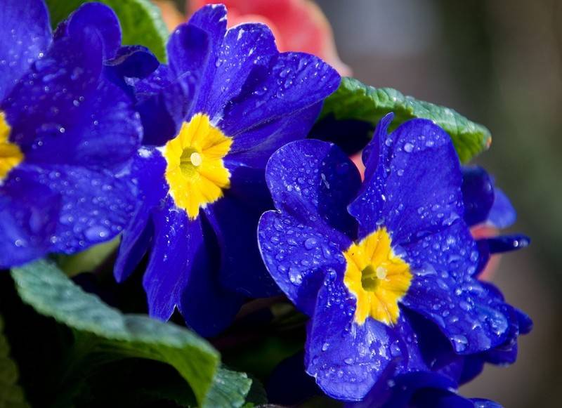 Features of planting blue flowers