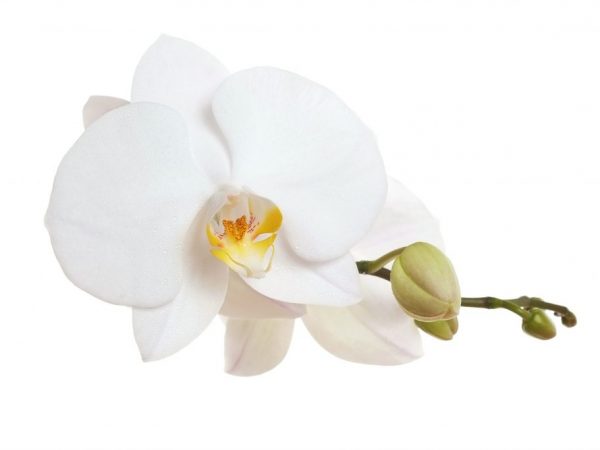 Features of the growth of orchids