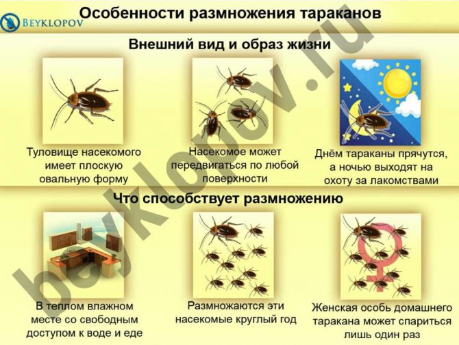 Особености на развъждането на хлебарки