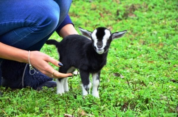 Features of breeding and caring for dwarf Cameroon goats