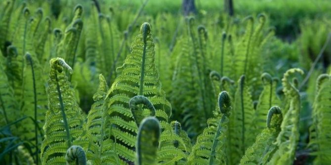 Features of the growth of bracken fern shoots