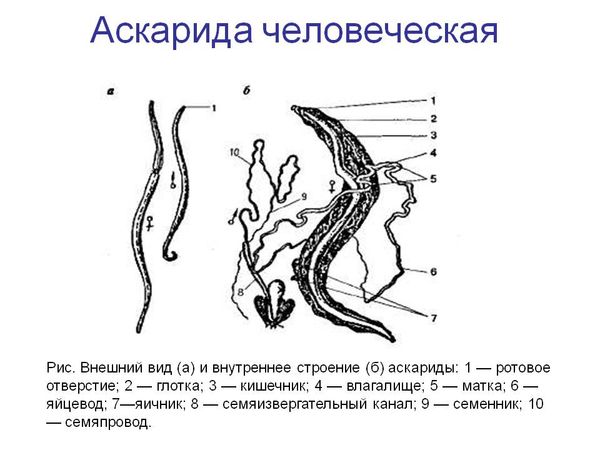 Особености на структурата на човешки кръгъл червей