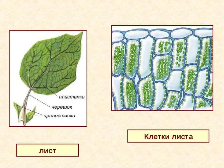 Особености на структурата на растенията