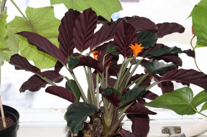 Features of caring for calathea at home