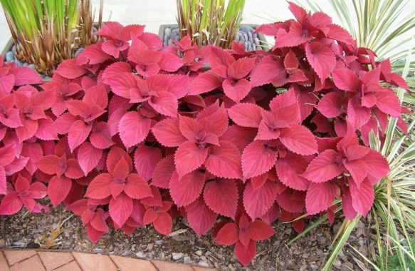 Features of care for Coleus