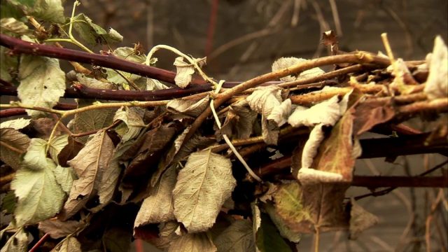 Funktioner för att ta hand om hallon på hösten och ordentlig förberedelse för vintern