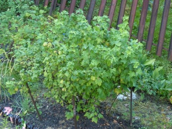 Features of caring for currants after harvest