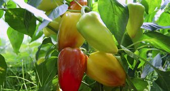 Funktioner av vårmatning av plantor för tomat, peppar och kål
