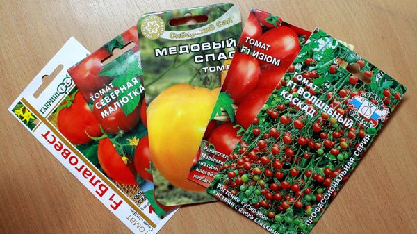 Funktioner i valet av tomatfrön för Moskva-regionen