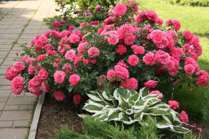 Features of growing rose Strab