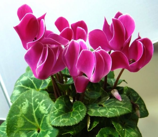 Features of growing cyclamen