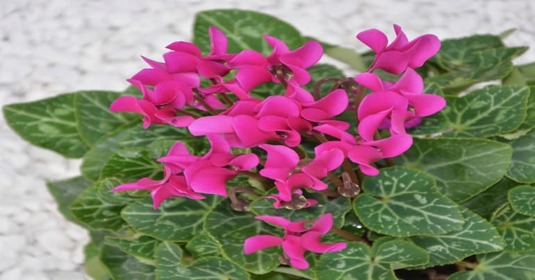 features of growing cyclamen