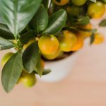 Funktioner av odling av citrusfrukter inomhus