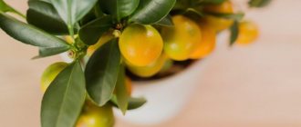 Характеристики на отглеждането на закрити цитрусови плодове
