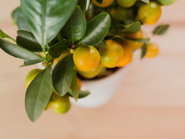 Caracteristicile cultivării citricelor interioare