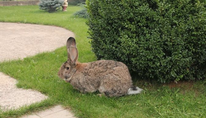 Features of growing a rabbit Risen