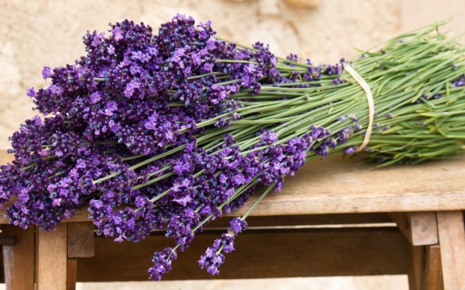 Ciri-ciri lavender yang tumbuh