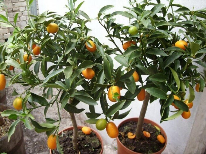 Ciri-ciri mandarin yang tumbuh