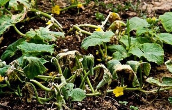 Характеристики на отглеждането на разсад от краставици у дома фузариум
