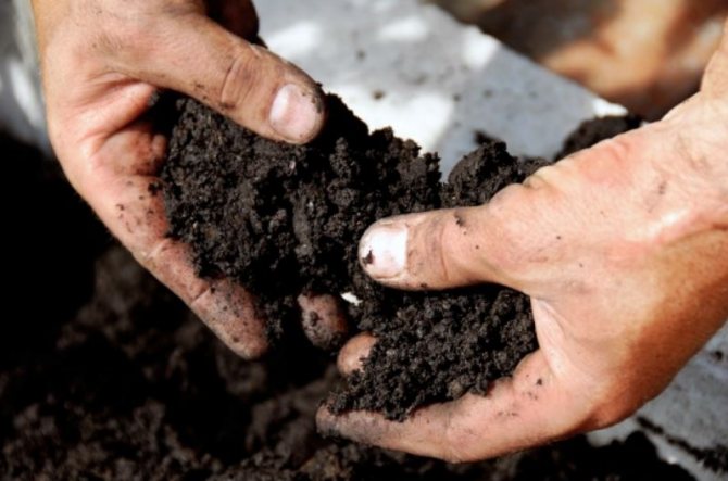 Особености на отглеждането на разсад от краставици в домашна почва