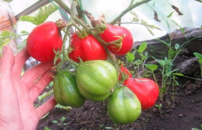 ملامح زراعة أصناف الطماطم