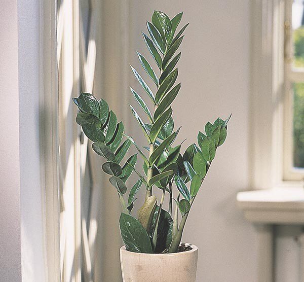 Features of Zamioculcas