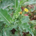 sow thistle