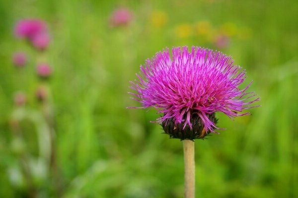 pink thistle