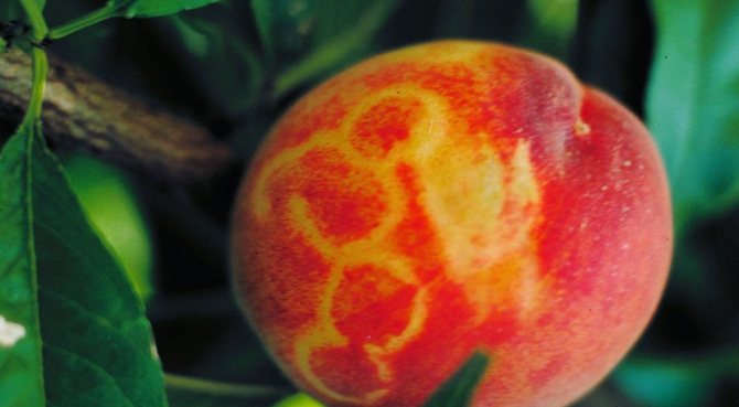 Smallpox apricot