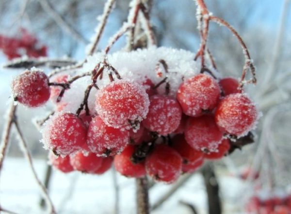 Fructe de sorian rămase pentru iarnă ne culese