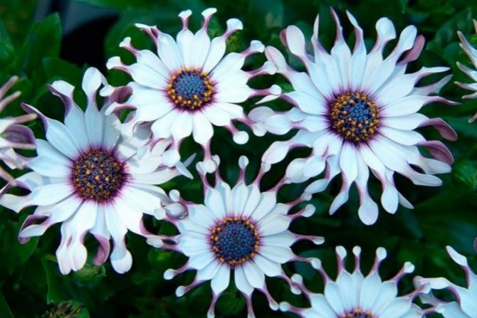 Osteospermum: planting and care in the open field, photo