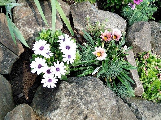 osteospermum, growing from seeds and cuttings - on an alpine hill with gatsania