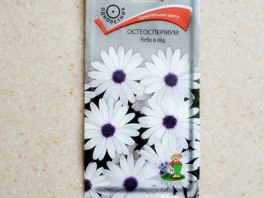 osteospermum, cultivation from seeds - variety sky and ice