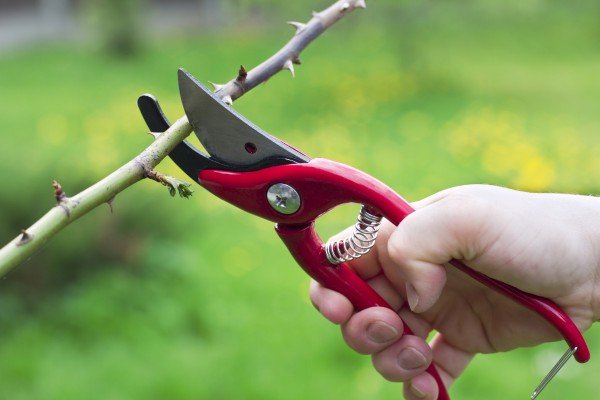 sharp rose pruning tool
