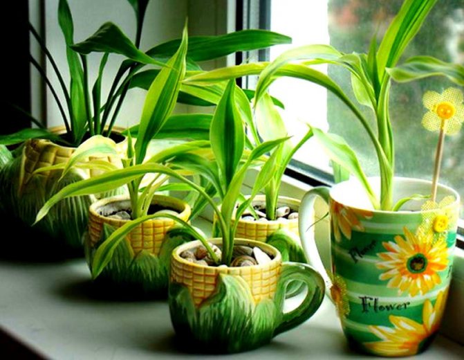 Iluminat DIY pentru plante de interior