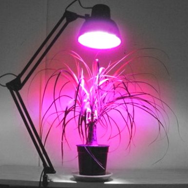 תאורה לצמחים מקורה