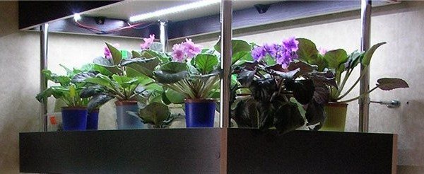 Violet lighting with a fluorescent lamp