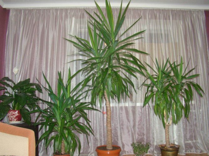 Lighting and location of the yucca pot