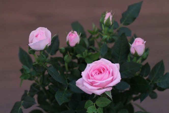 Осветление за саксийни розови храсти