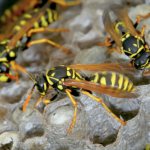 Ang mga wasp-wasps ay naging superparasite ng pitong species ng mga insekto