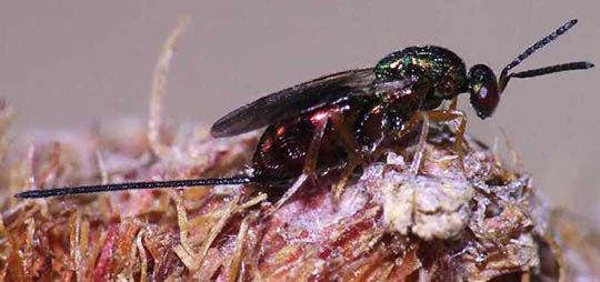 Ukázalo se, že vosy byly superparazity sedmi druhů hmyzu